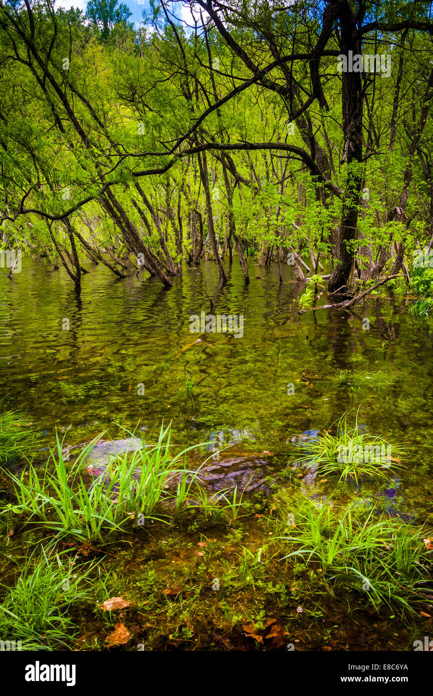 Überschwemmungen entlang der Ufer von Loch Raven Reservoir in Baltimore, Maryland. Stockfoto