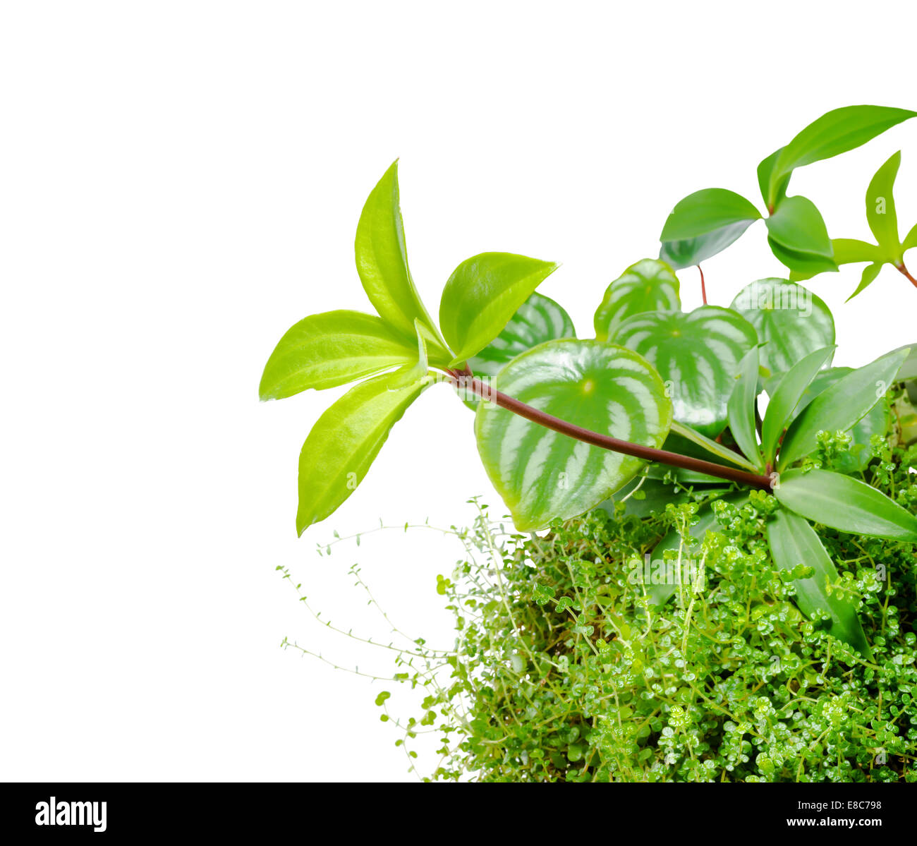 Mischen Sie Anlage der Wassermelone Peperomia, Peperomia Pereskiifolia und Helxine Soleirolii Blätter, isoliert auf weißem Hintergrund, Nahaufnahme Stockfoto