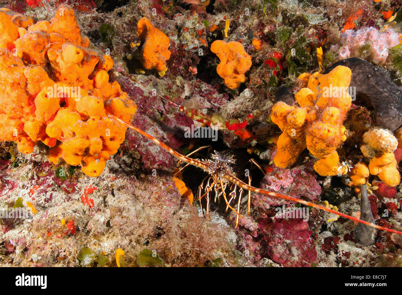 Languste Palinurus Elephas, Leros Insel Dodekanes Griechenland Stockfoto