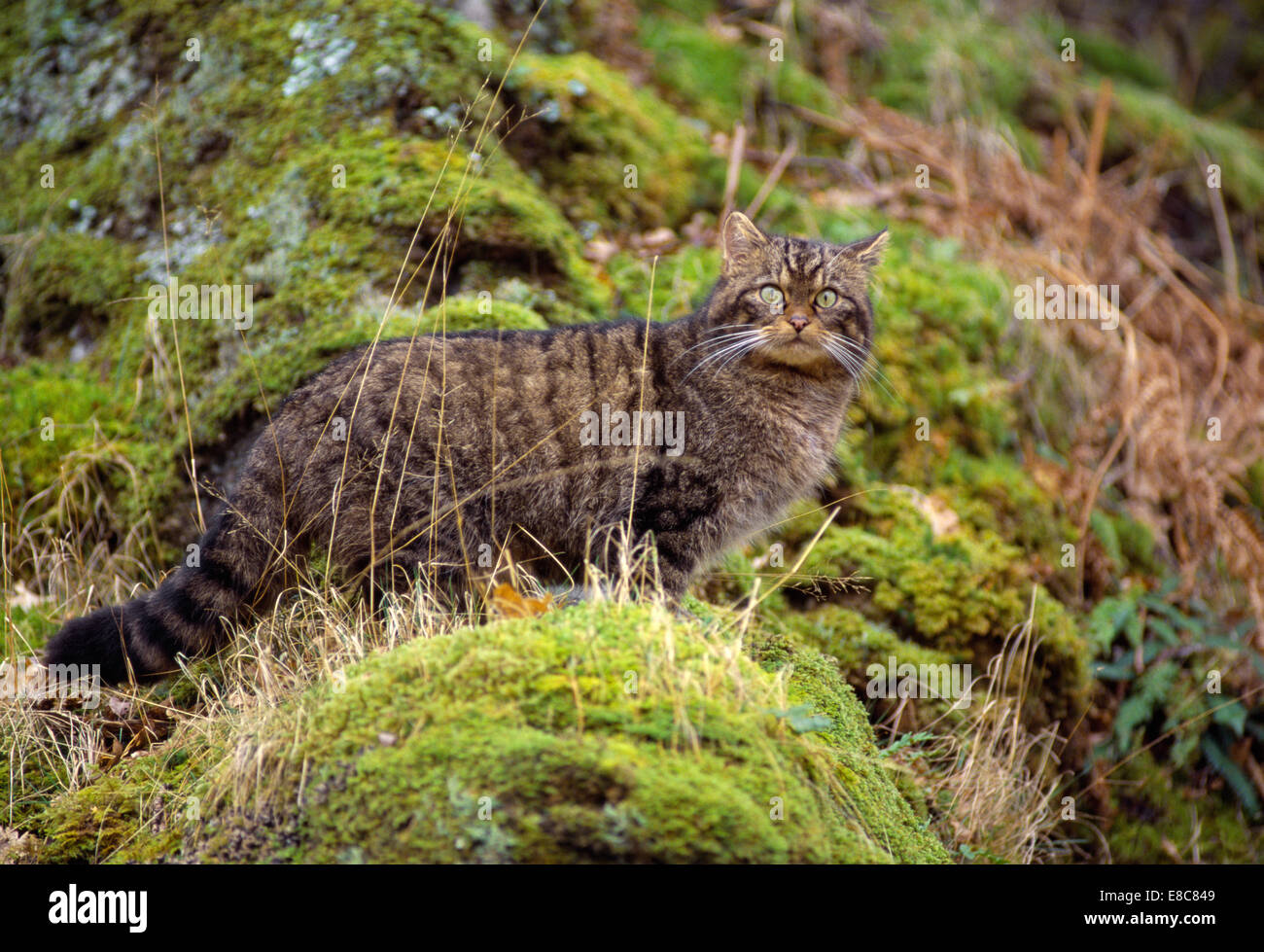 Wildkatze - Felis silvestris Stockfoto