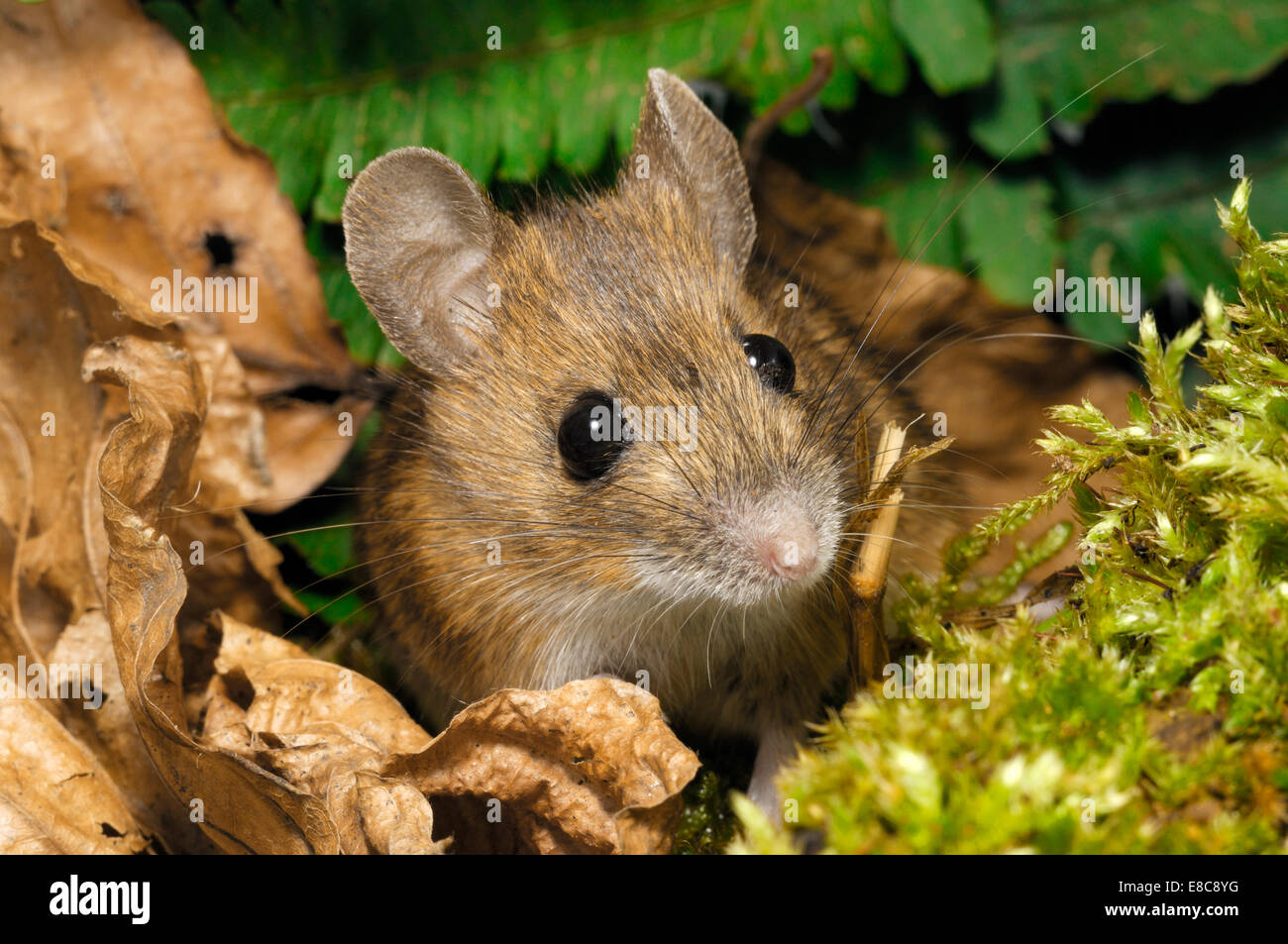 Waldmaus - Apodemus sylvaticus Stockfoto