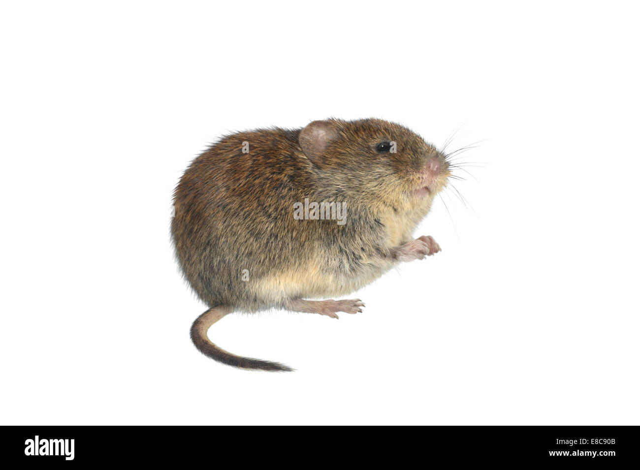 Rötelmaus - Clethrionomys glareolus Stockfoto