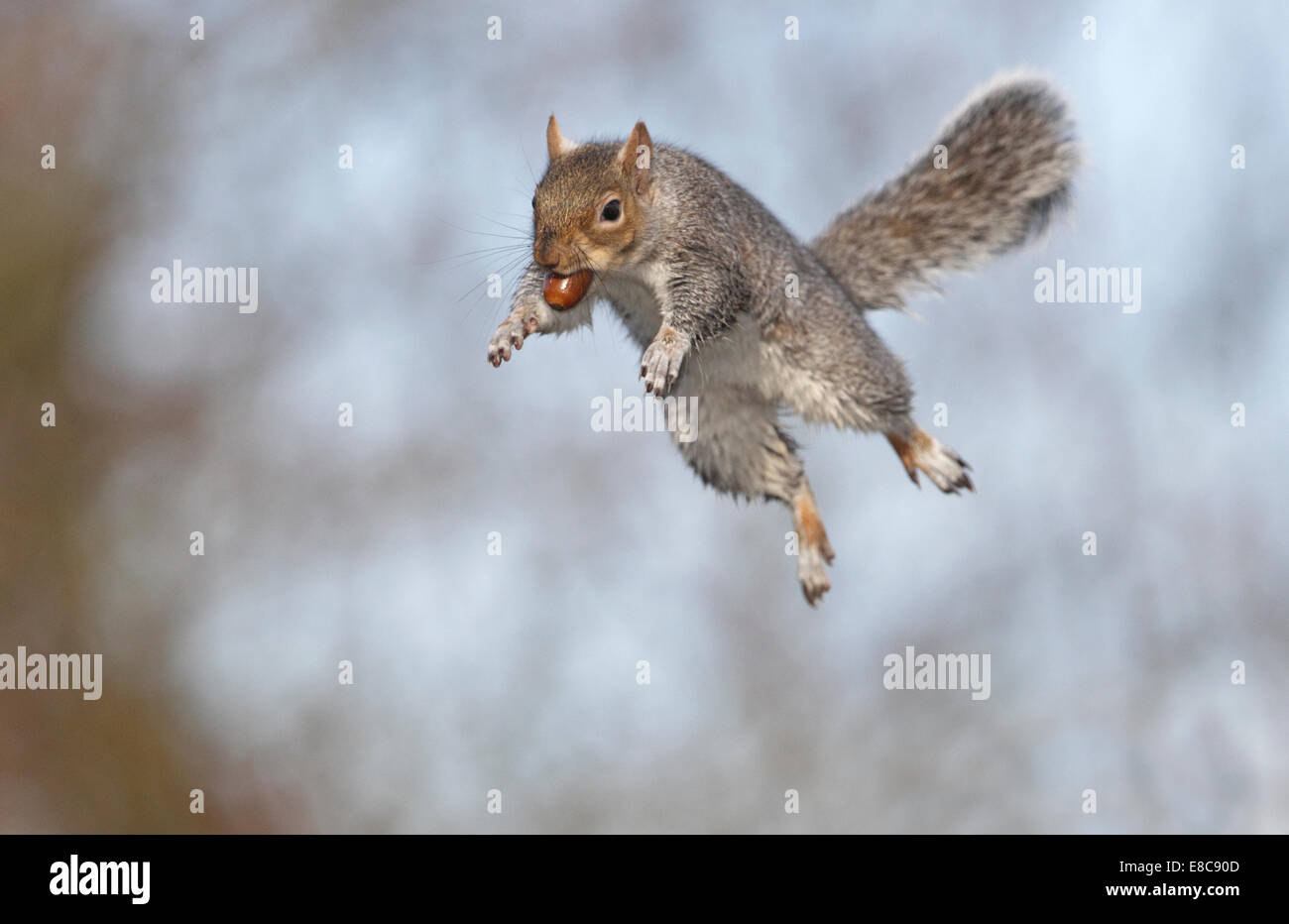 Grauhörnchen - Sciurus carolinensis Stockfoto