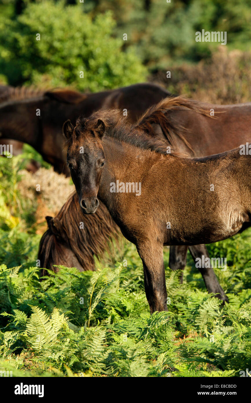 Wildpferde auf Dartmoor, Hochformat eines Fohlens unter Bracken & Farne Stockfoto