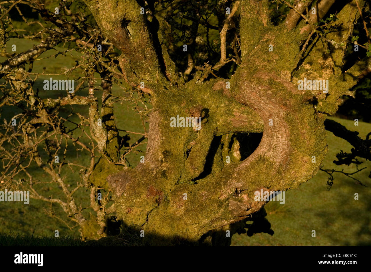 Verzerrte Weißdorn Stamm Seenplatte Cumbria UK Stockfoto
