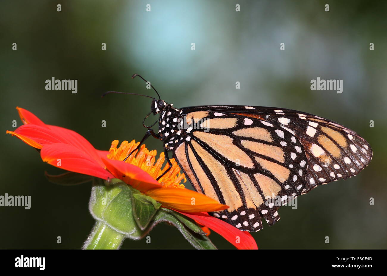 Amerikanische Monarchfalter (Danaus Plexippus) auf Nahrungssuche auf einer Blume Stockfoto