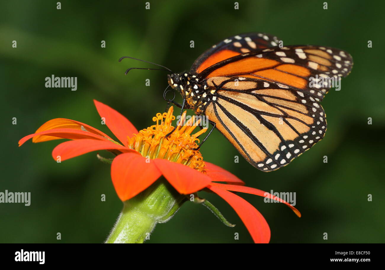 Amerikanische Monarchfalter (Danaus Plexippus) auf Nahrungssuche auf einer Blume Stockfoto