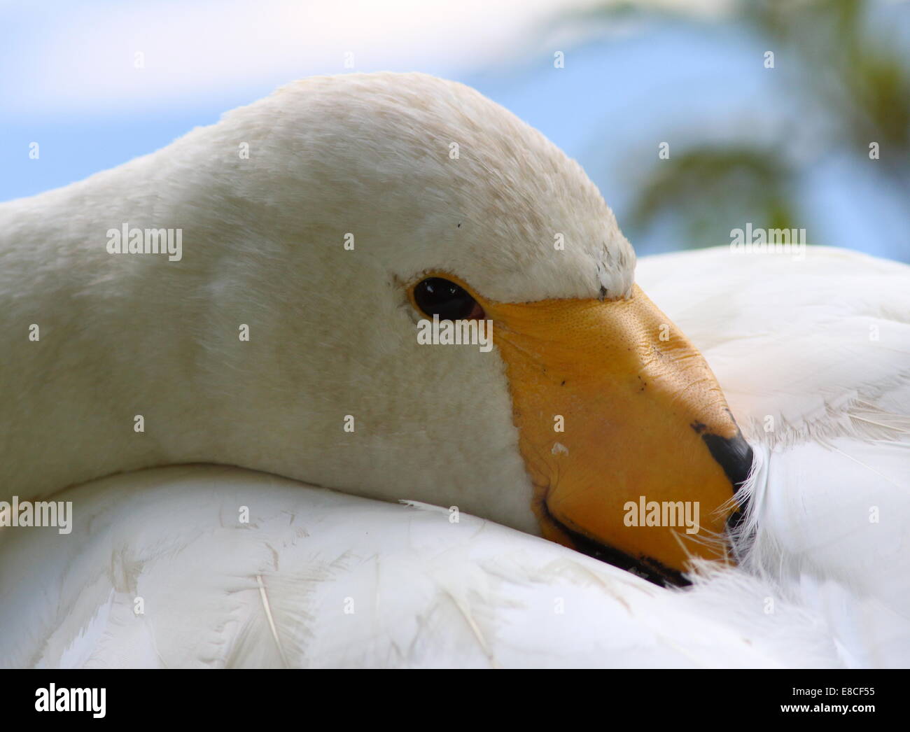 Whooper Schwan (Cygnus Cygnus) Nahaufnahme des Kopfes und der Rechnung Stockfoto