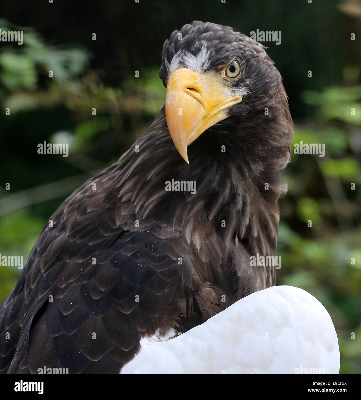 Steller der Seeadler (Haliaeetus Pelagicus) Blick über seine Schulter (aka Pazifik / White-geschultert Adler) oder Pacific Stockfoto