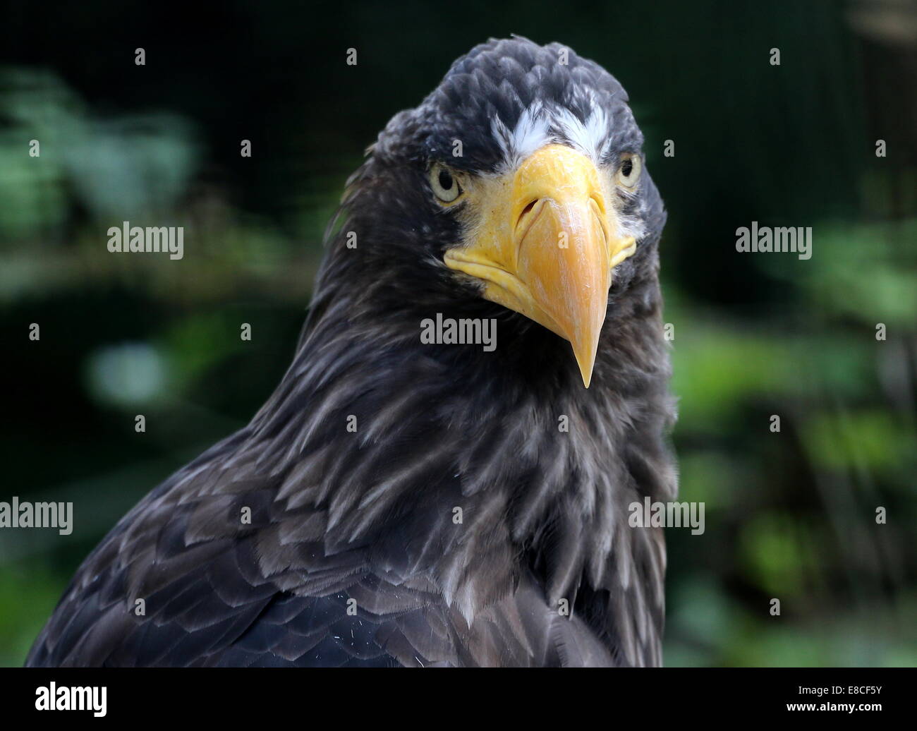 Steller der Seeadler (Haliaeetus Pelagicus) extreme Nahaufnahme von Kopf & Schnabel mit Blick auf die Kamera oder den Pazifik Stockfoto