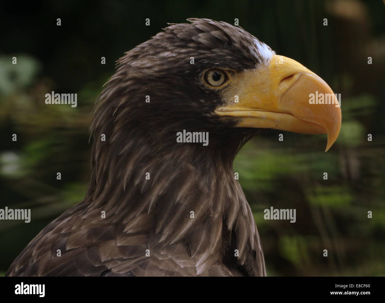 Steller der Seeadler (Haliaeetus Pelagicus) extreme Nahaufnahme von Kopf & Schnabel (aka Pazifik / White-geschultert Adler) oder Pacific Stockfoto