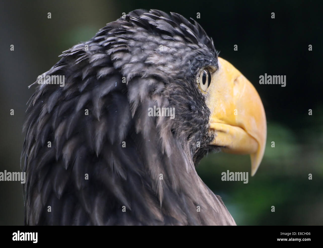 Steller der Seeadler (Haliaeetus Pelagicus) extreme Nahaufnahme von Kopf & Schnabel (aka Pazifik / White-geschultert Adler) oder Pacific Stockfoto