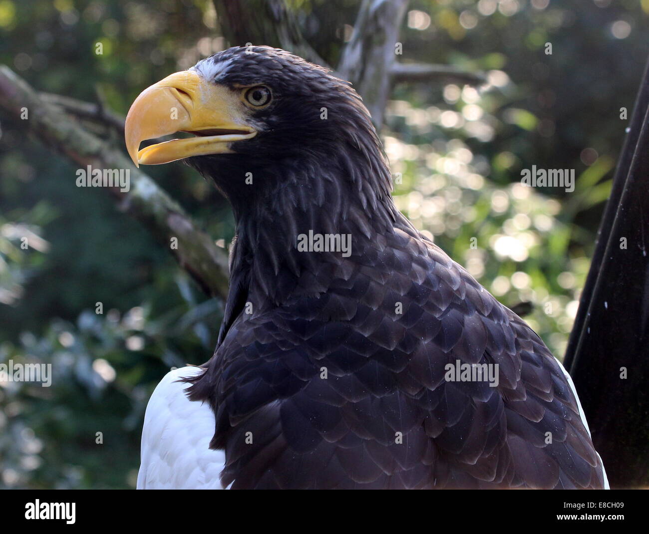 Steller der Seeadler (Haliaeetus Pelagicus - aka Pazifik / White-geschultert Adler) oder Pacific Stockfoto