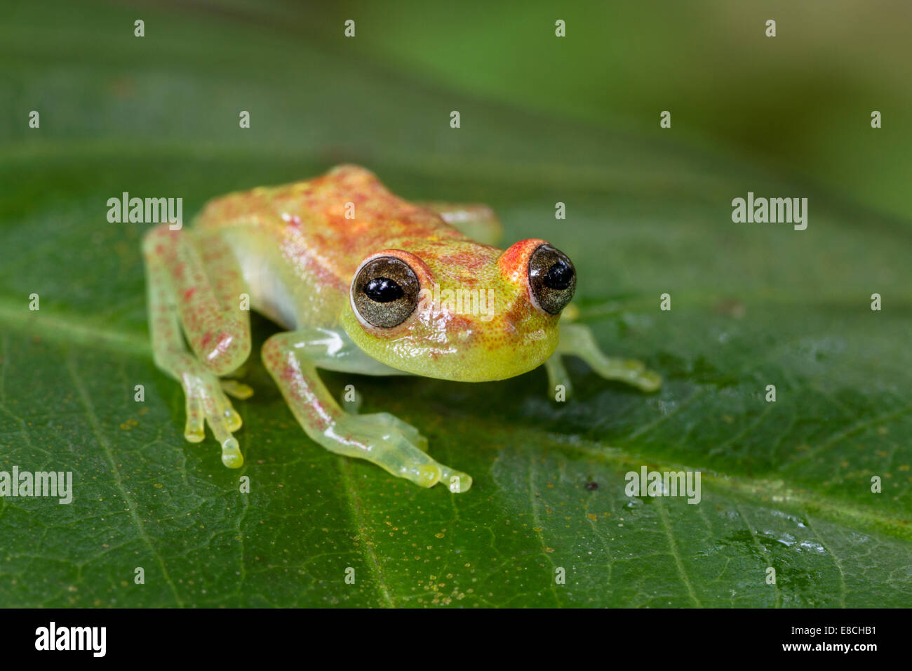 Eine Polka punktiert Laubfrosch im peruanischen Teil des Amazonas-Regenwaldes. Stockfoto