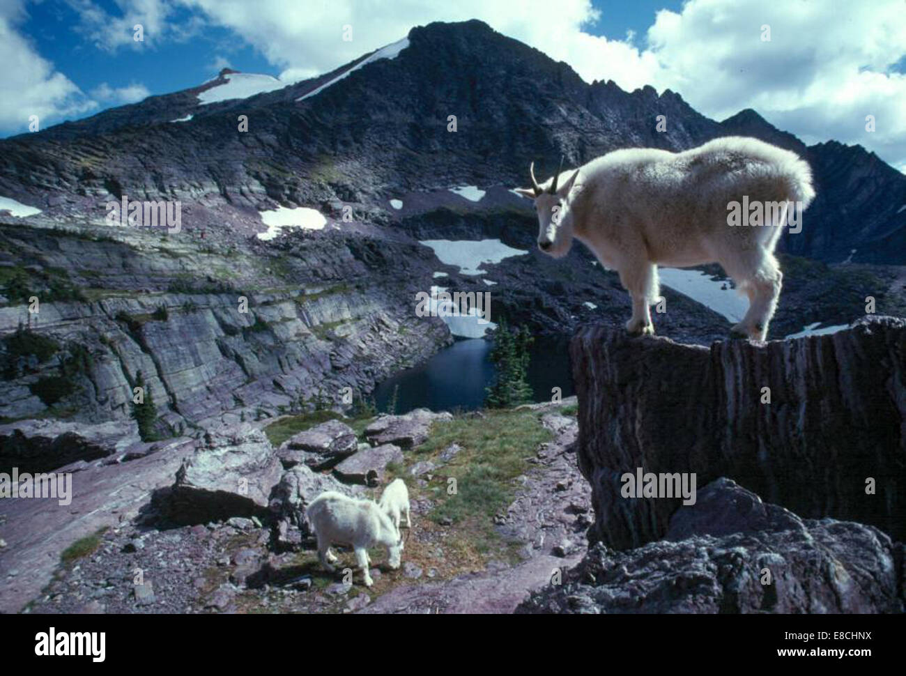 Sie suchen bei mir Berge Ziegen im Glacier National Park, Montana Stockfoto