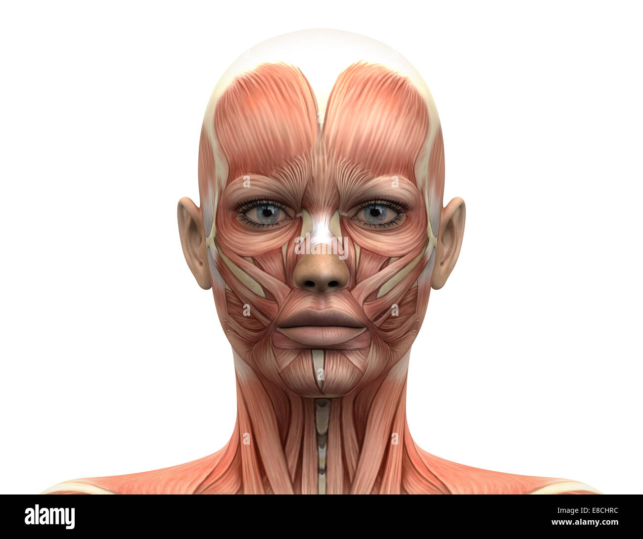 Weibliche Kopf Muskeln Anatomie - Vorderansicht Stockfoto
