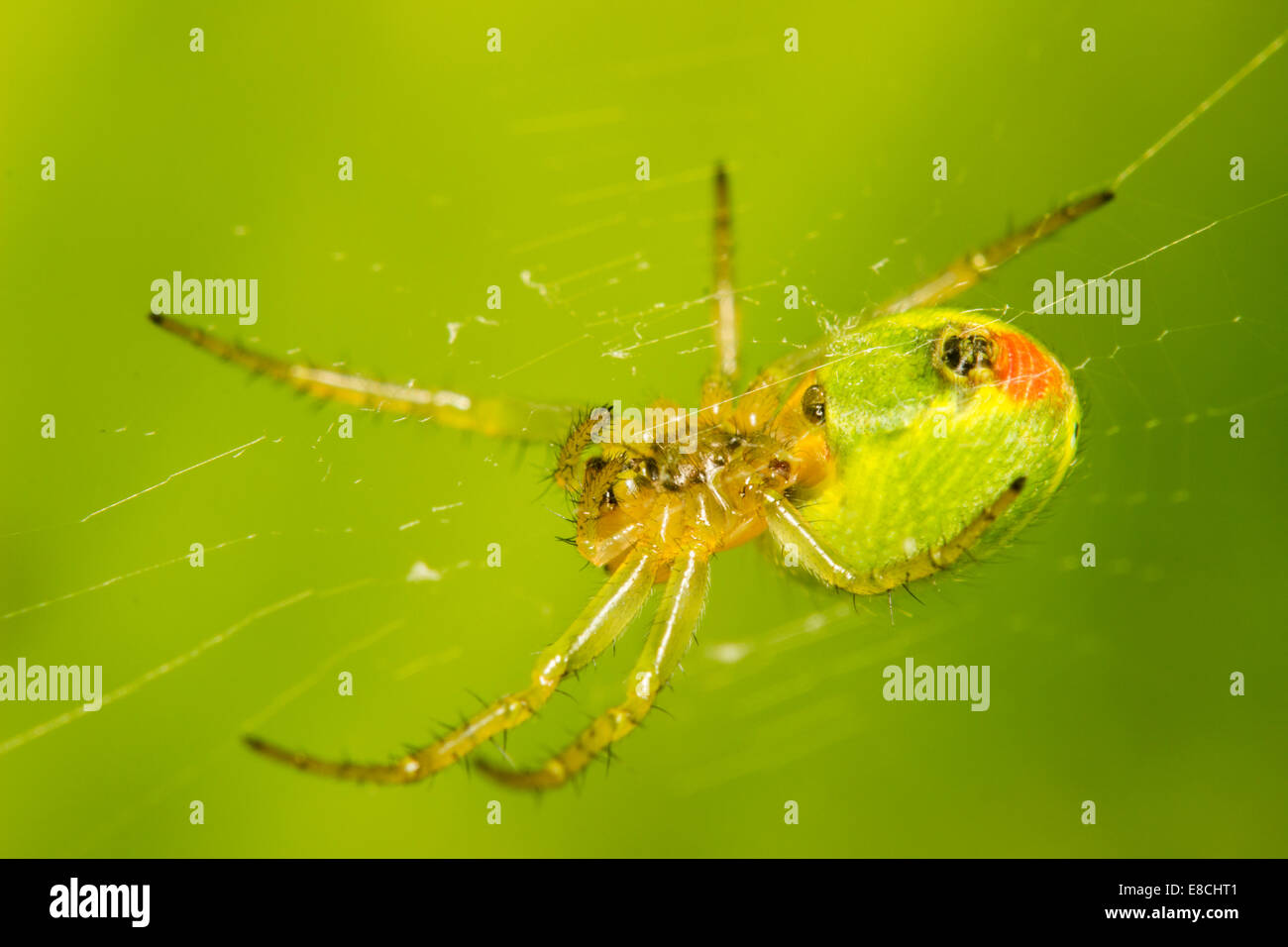 Weibliche Araniella Cucurbitina, eine kleine, grüne Orb Web Kreuzspinne Stockfoto