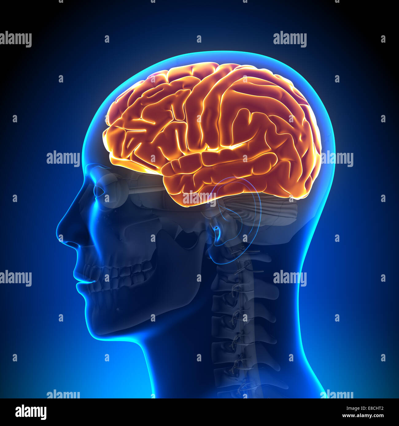 Anatomie des Gehirns - Gehirn voll Stockfoto