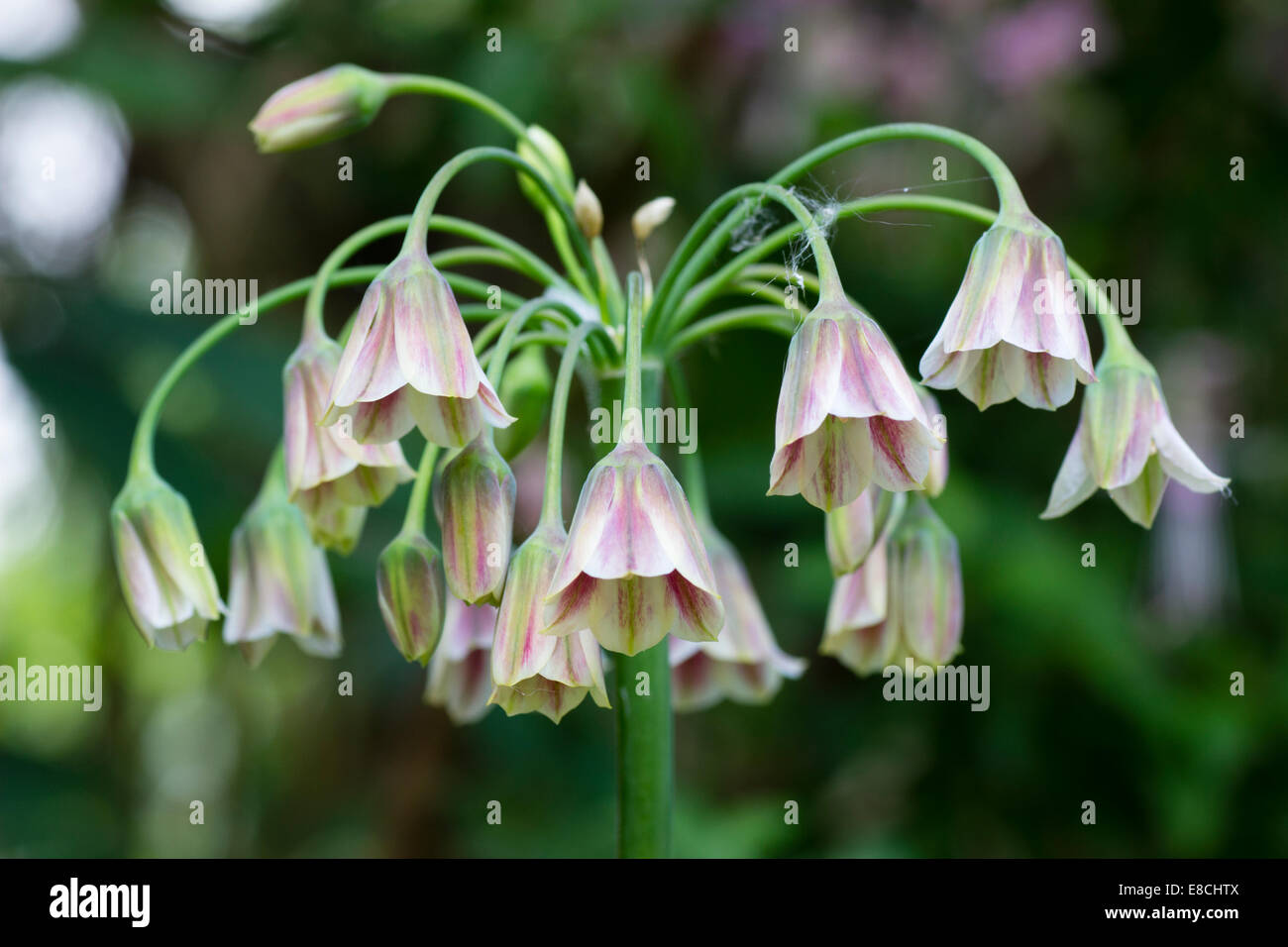 Glockenblumen in der Dolde Zwiebel relative, Nectaroscordum siculum Stockfoto