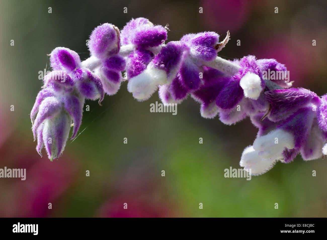 Nahaufnahme eines einzelnen Blütenstand des mexikanischen Busch Salbei, Salvia leucantha Stockfoto