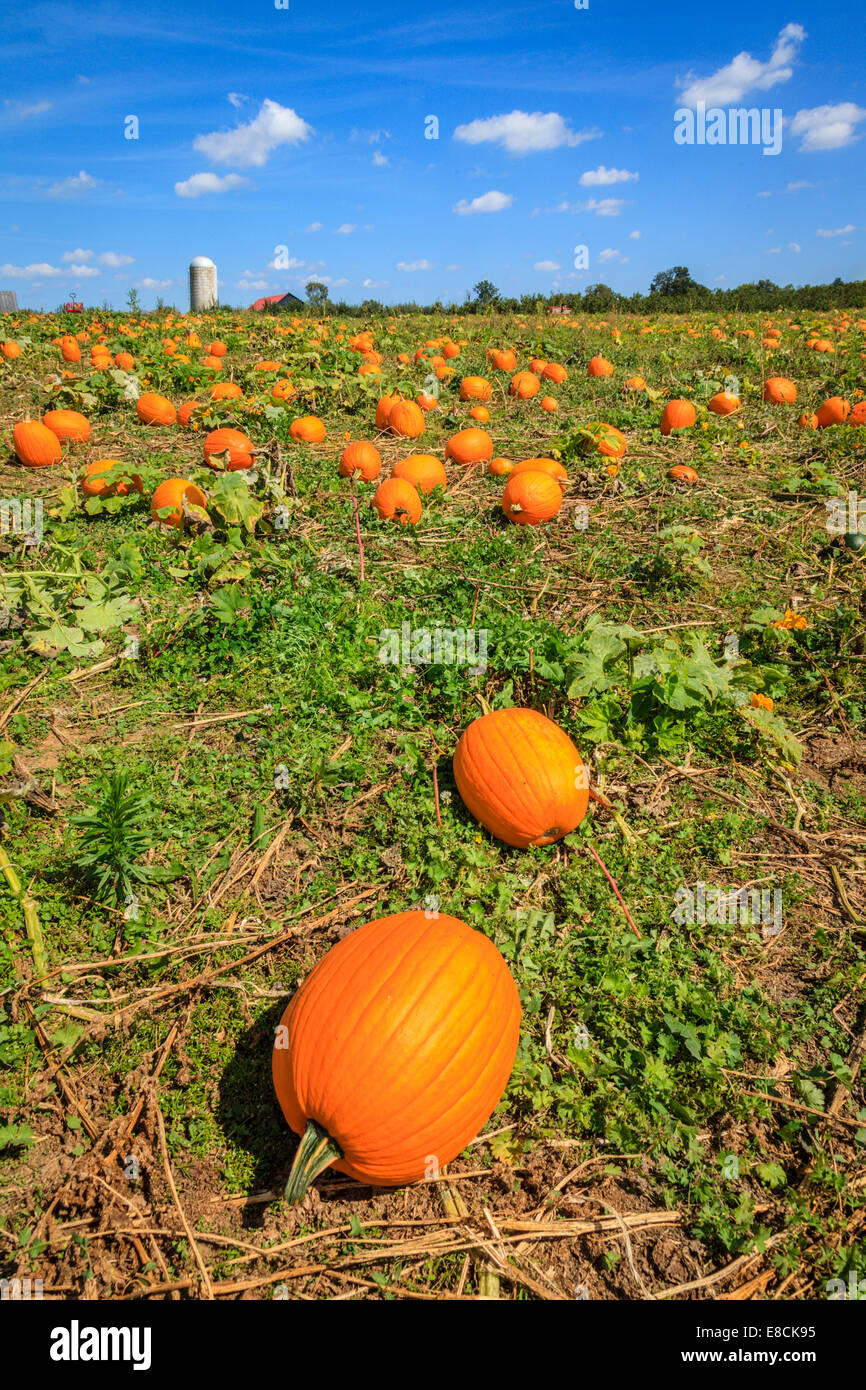 Kürbisfeld auf einem Bauernhof in Central Kentucky im Herbst Stockfoto