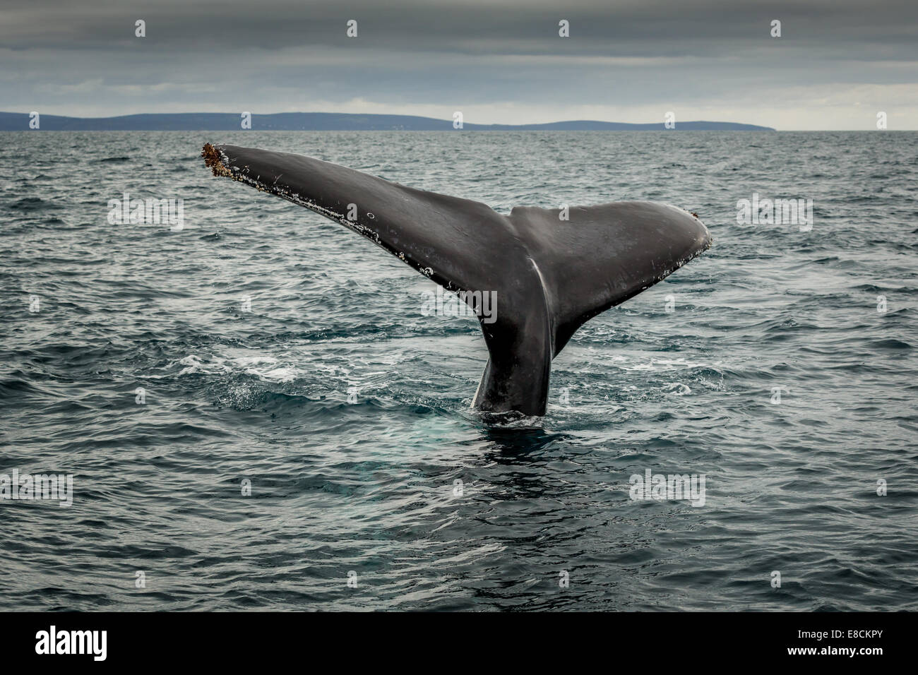 Zufall von einem Southern Right Whale (Eubalaena Australis), in der Nähe von Busselton, Western Australia Stockfoto