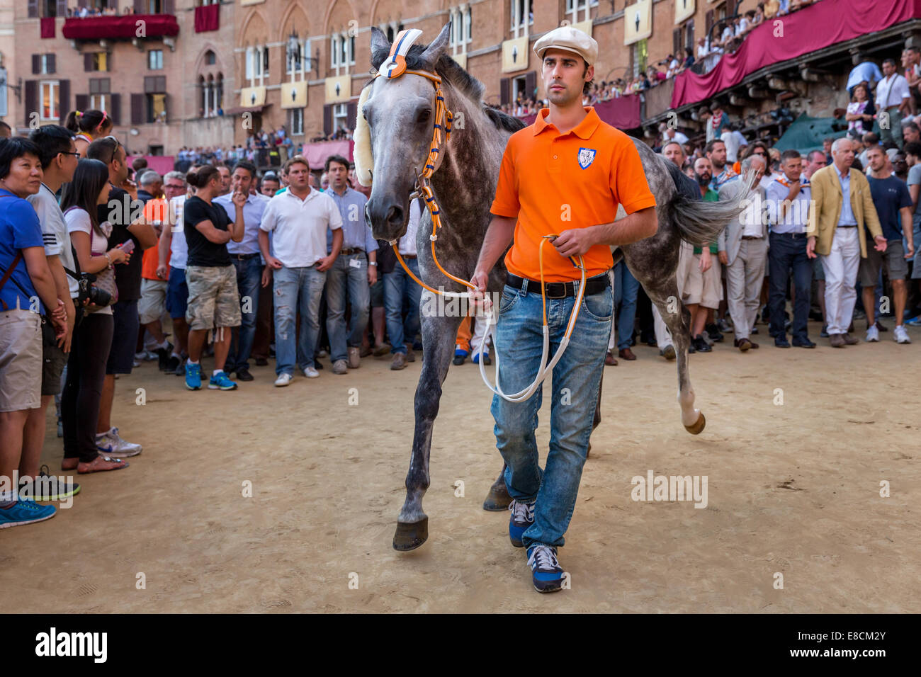 Vor dem Palio di Siena die Pferde an die Zuschauer und Unterstützer präsentiert werden, Piazza del Campo, Siena, Toskana, Italien, Stockfoto