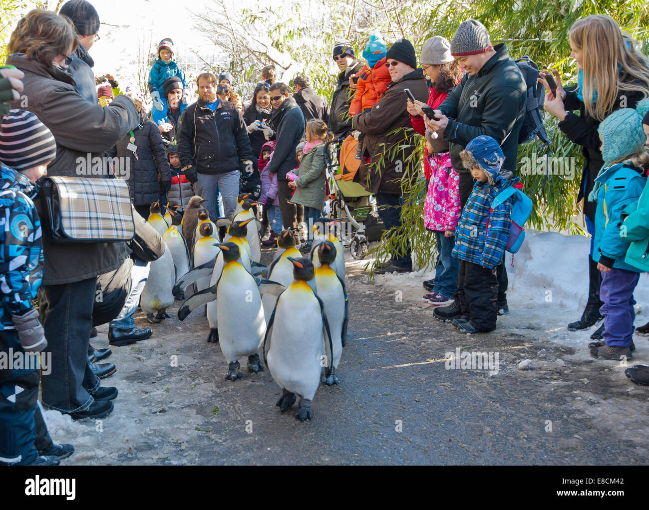 Eine Herde von König Pinguine ist von Besuchern bejubelt, während die Parade die Spuren des Zoo Zürich am 10. Februar 2013 watscheln ist. Stockfoto