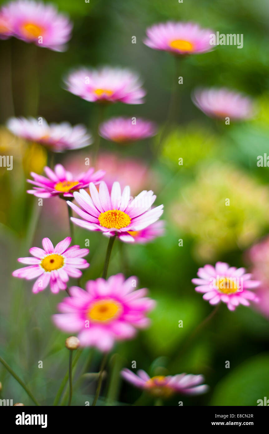 Tanacetum coccineum Stockfoto