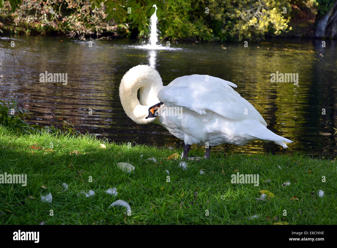 weiße Höckerschwan Stockfoto