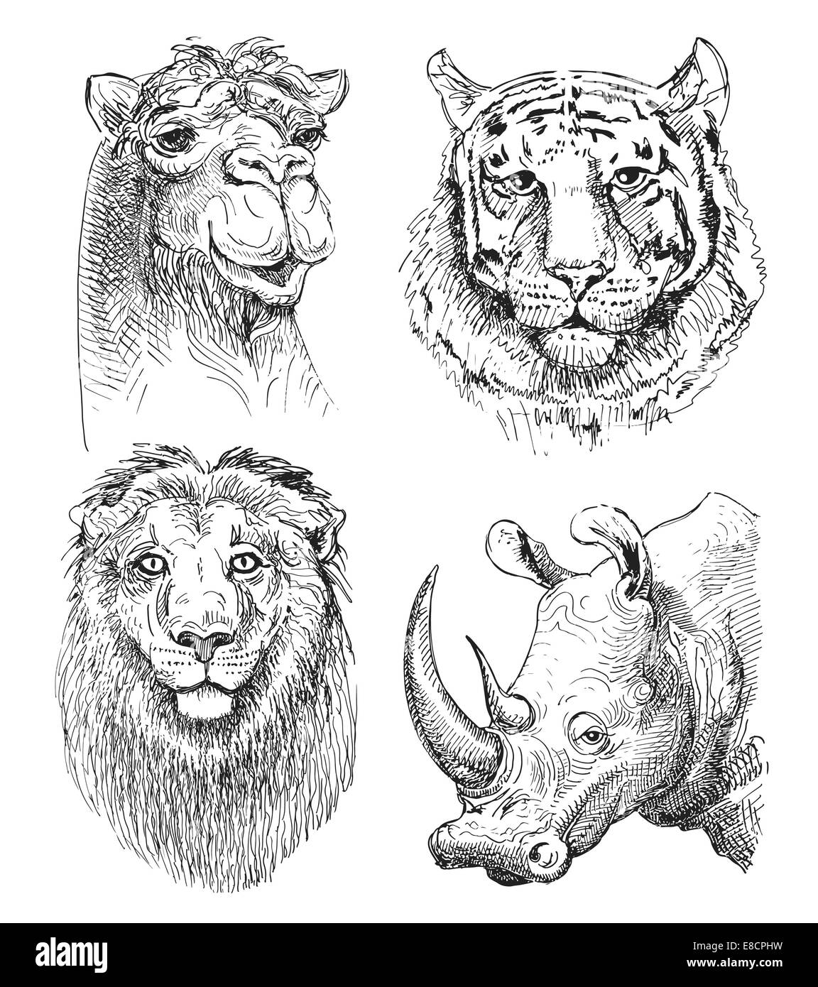 Satz Von Safari Kopf Tiere Schwarz Weiss Skizze Zeichnung Stockfotografie Alamy