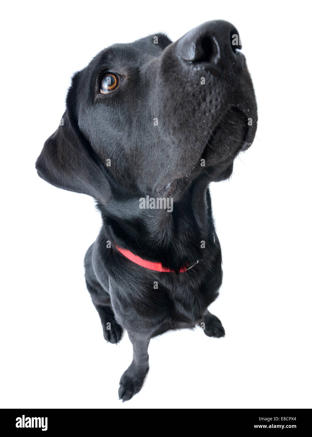 Porträt von schwarzen Labrador Retriever Hund übertrieben von Weitwinkel-Objektiv Stockfoto