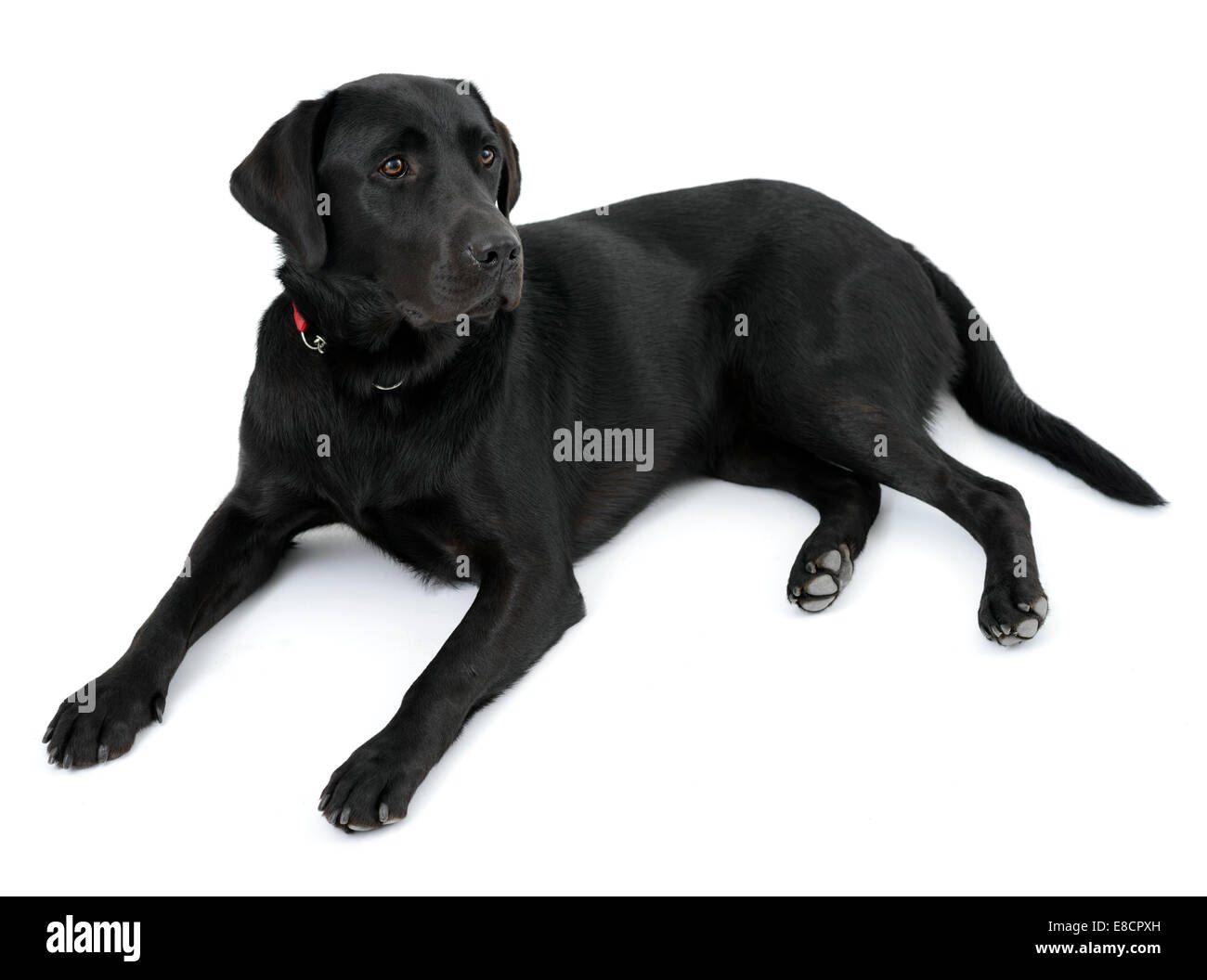 Schwarzer Labrador Retriever Hund liegend ausgeschnitten isoliert auf weißem Hintergrund Stockfoto