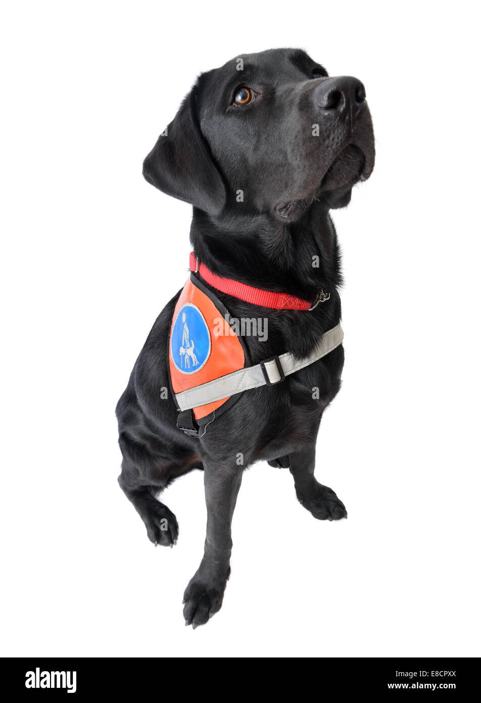 Blindenhund für blinde ausgeschnitten isoliert auf weißem Hintergrund Stockfoto