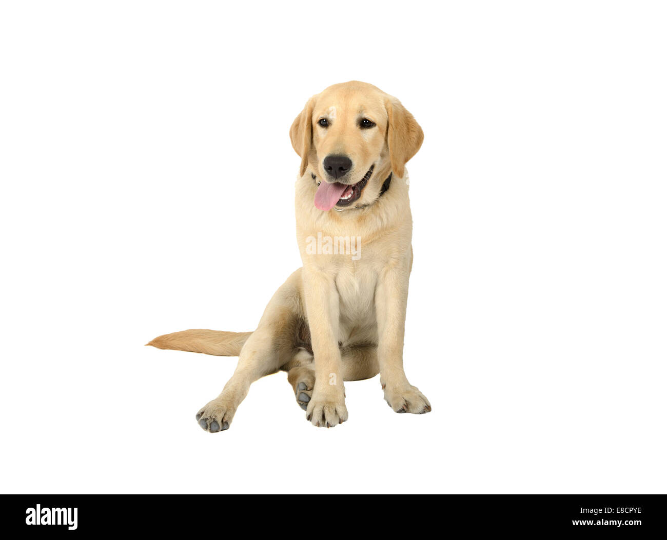 Gelber Labrador Retriever Welpe Cur, isoliert auf weißem Hintergrund Stockfoto