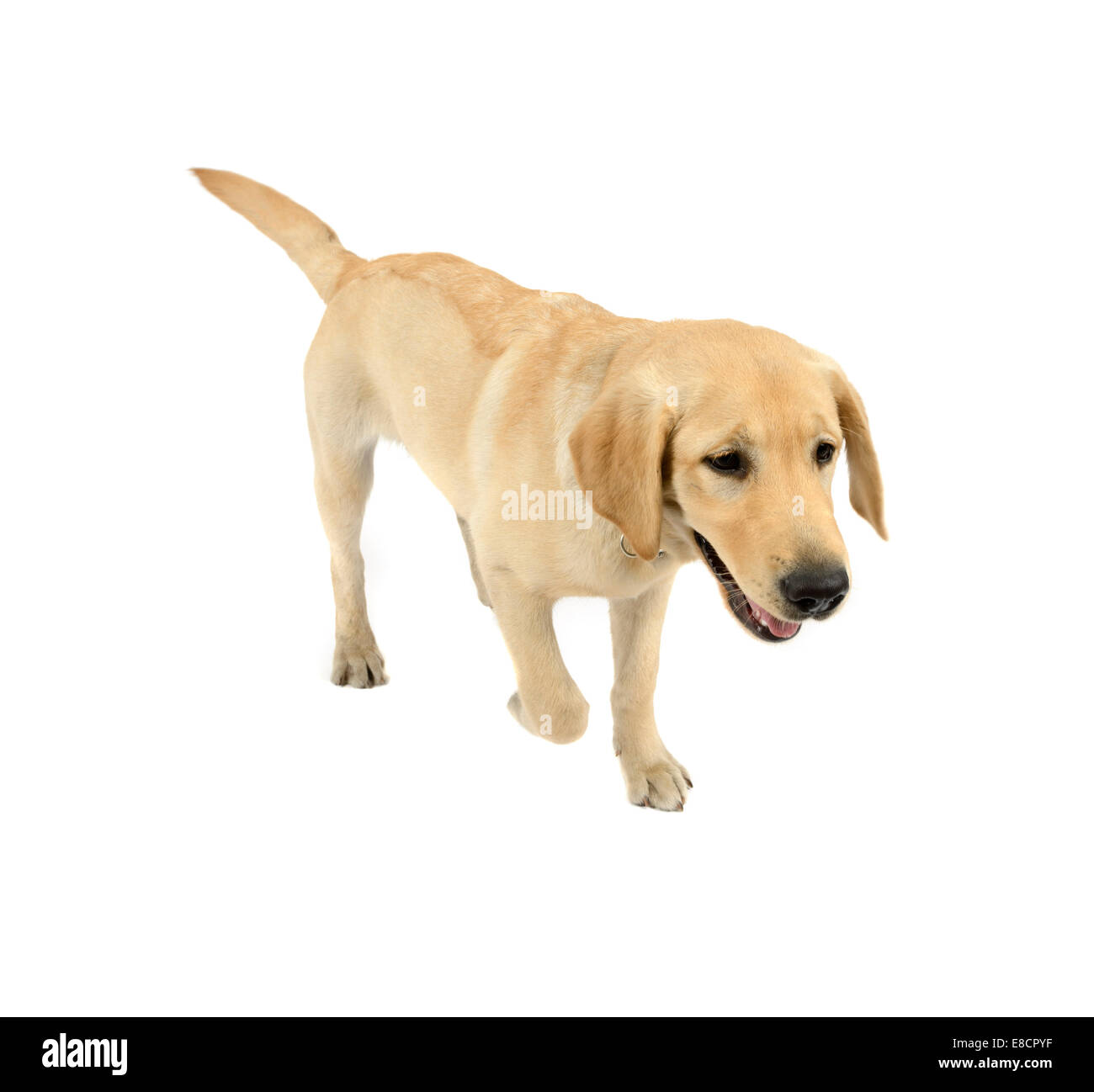 Gelben Labrador Retriever Welpe zu Fuß Ausschneiden isoliert auf weißem Hintergrund Stockfoto