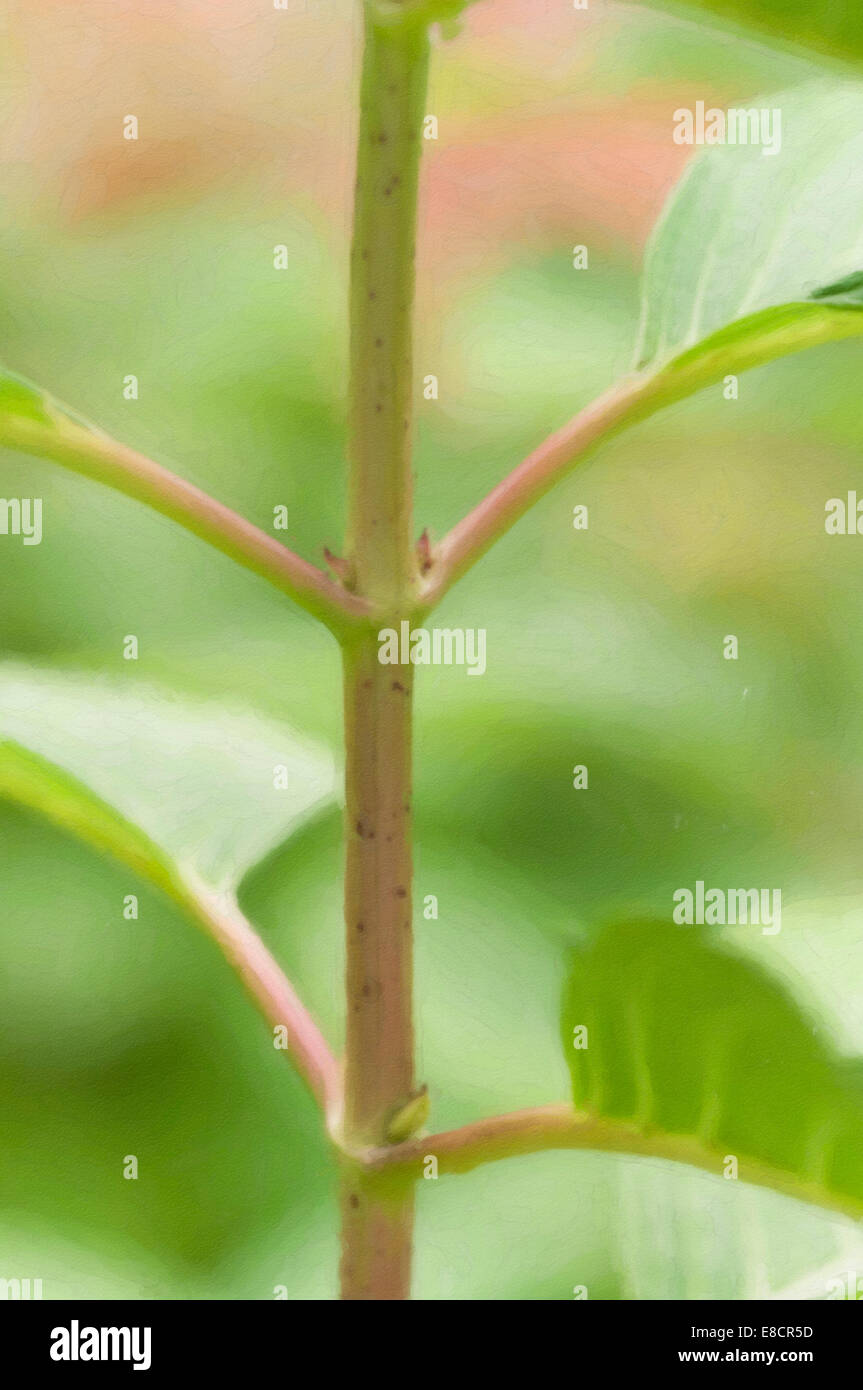 Hydrangea Hortensis Stengel und Blätter auf einem unscharfen Hintergrund Stockfoto