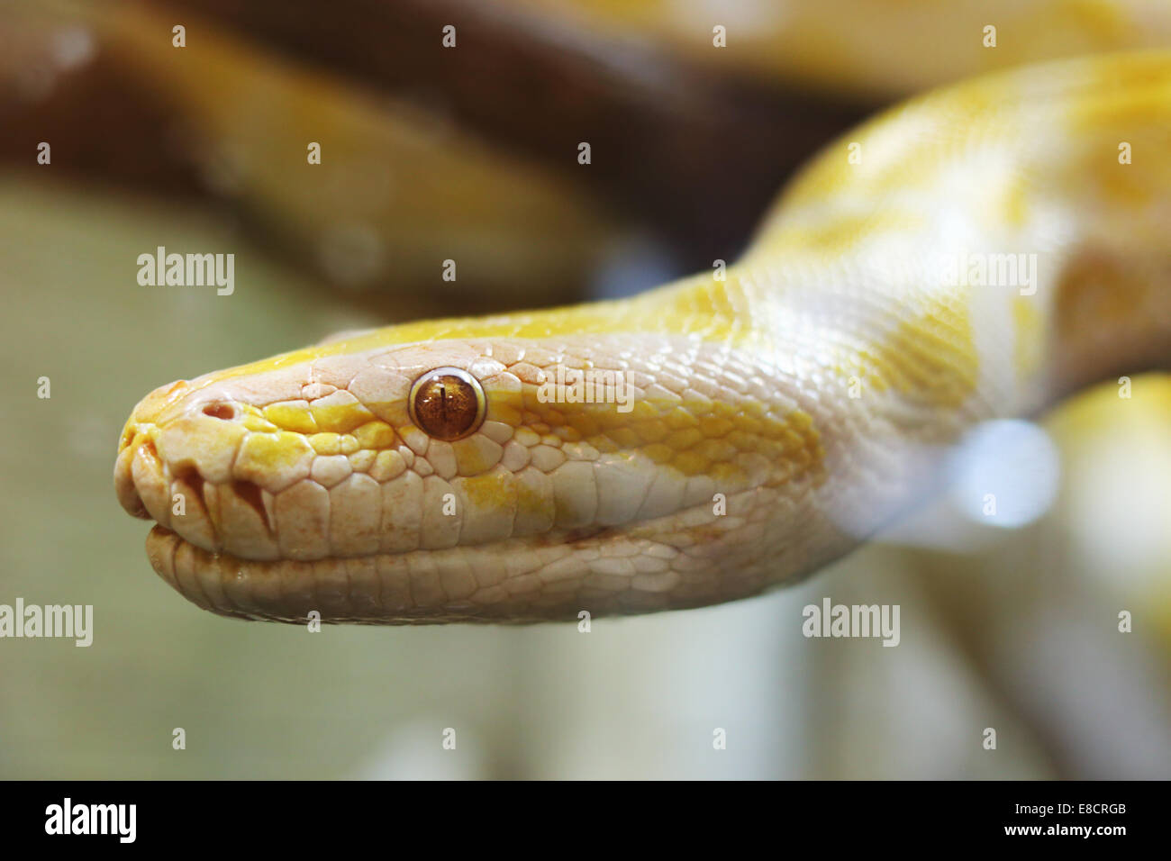 Asiatische Rock Python. Python aus mit Farbmutationen Stockfoto