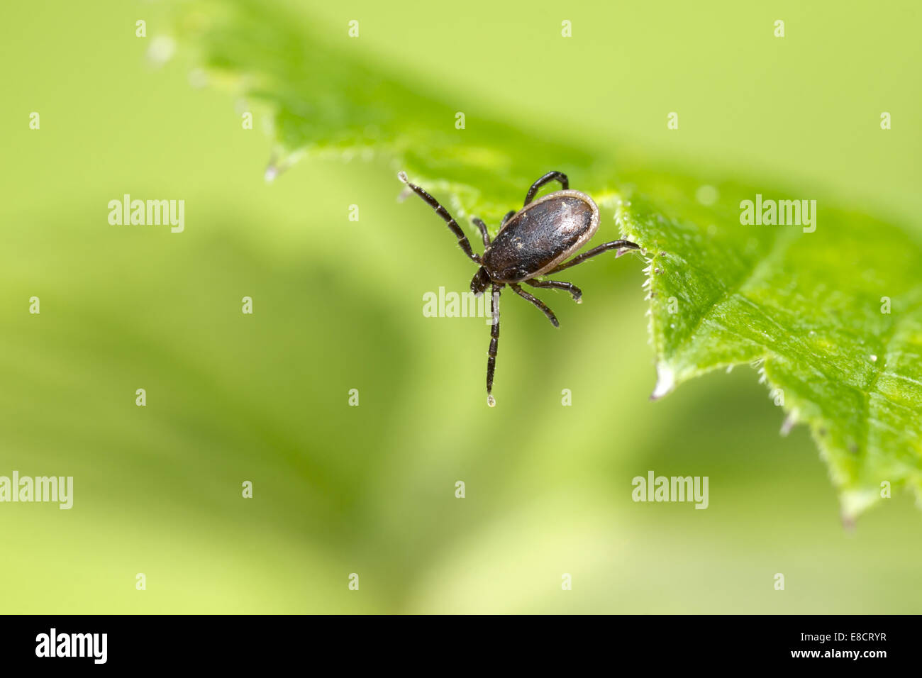 Die Schafe Tick, Ixodes persulcatus Stockfoto