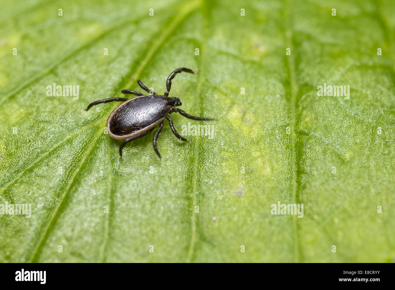 Die Schafe Tick, Ixodes persulcatus Stockfoto