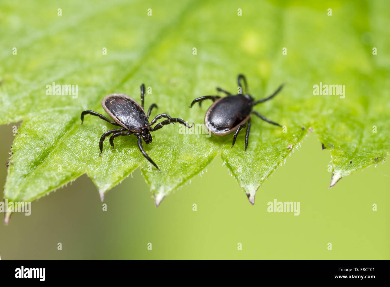 Die Schafe Tick, Ixodes persulcatus Stockfoto