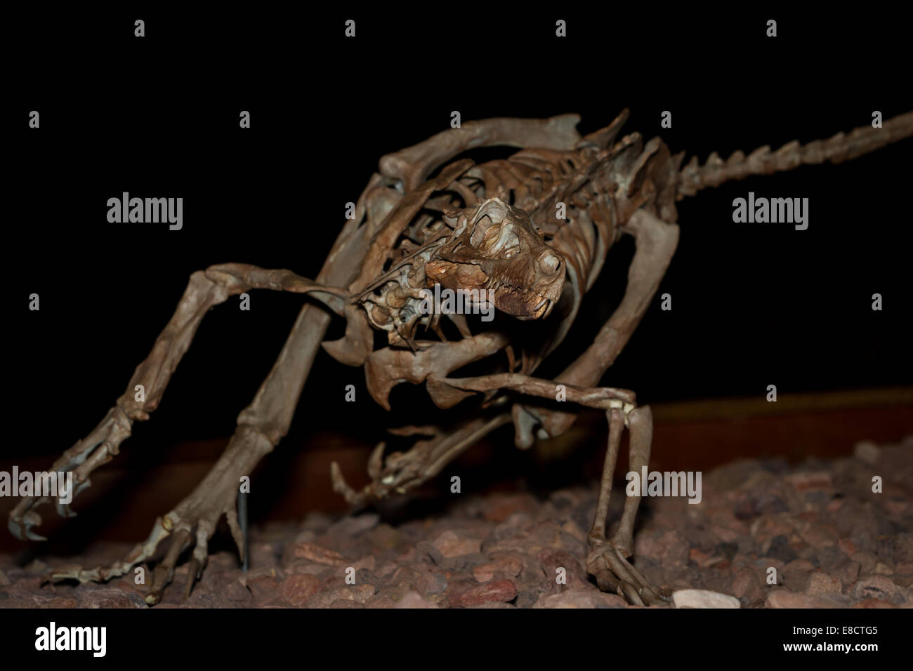 Museumsstück. Dinosaurier-Fossilien und Repliken setzen rücken enger für ein lebendiges Bild der Vergangenheit Stockfoto