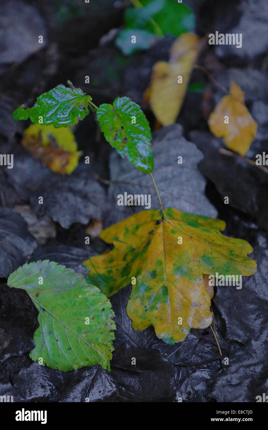 Nasse Herbst Blätter auf dem Boden. Stockfoto