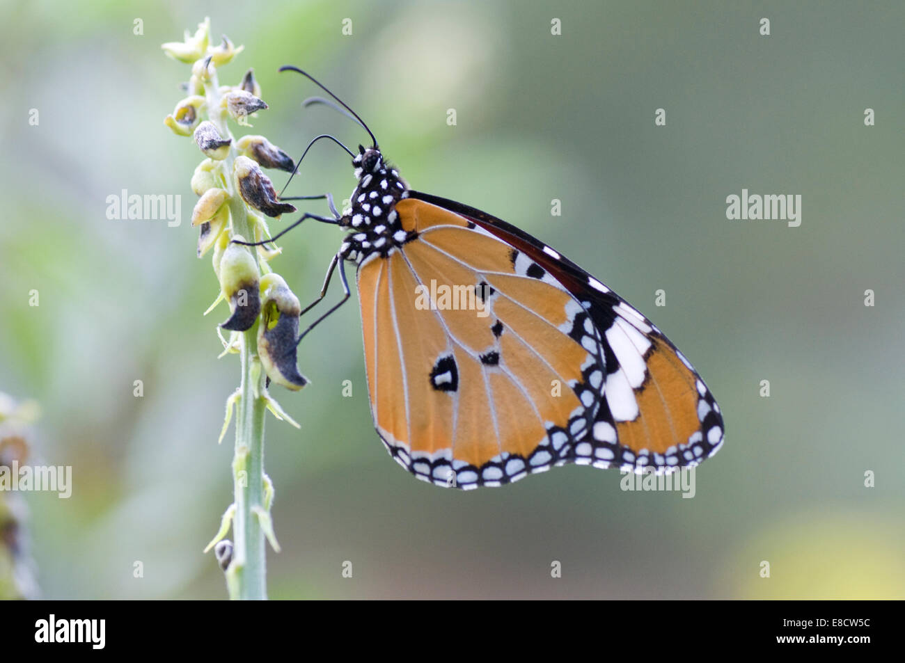 Danainae Schmetterling. Gemeinsamen Tiger (Danaus Genutia). Tiruvannamalai in Südindien Stockfoto