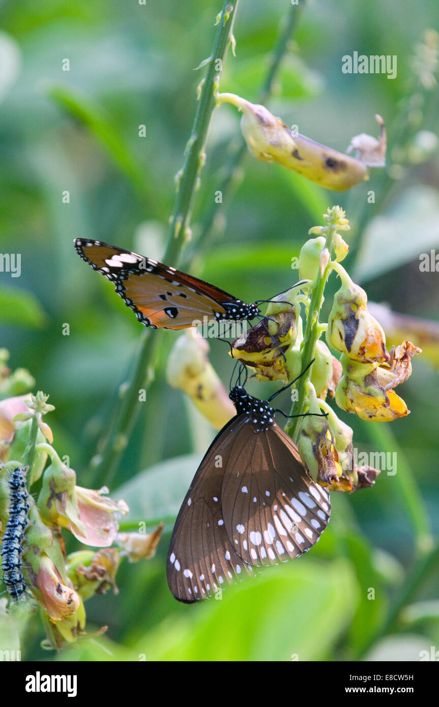 Danainae Schmetterlinge. Dark Blue Tiger (Tirumala Septentrionis) und gemeinsame Tiger (Danaus Genutia). Tiruvannamalai in Südindien Stockfoto