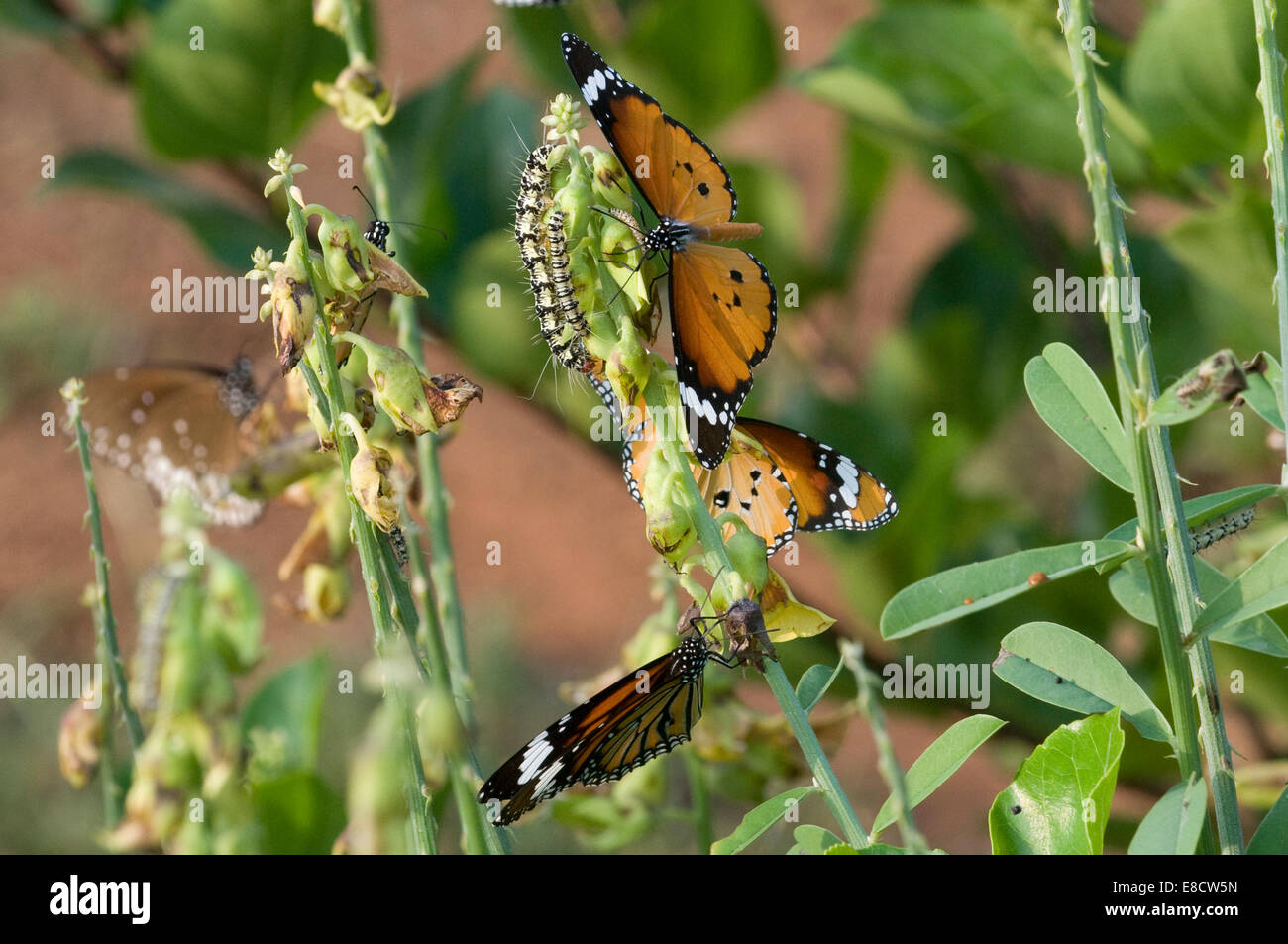 Danainae Schmetterlinge. Gemeinsamen Tiger (Danaus Genutia). Tiruvannamalai in Südindien Stockfoto