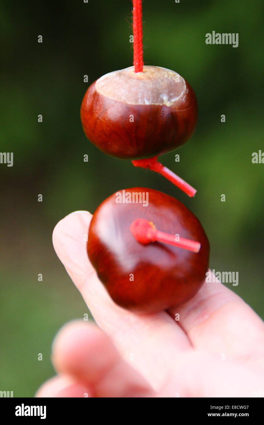 Spielen Conkers in England, UK - Nahaufnahme Stockfoto