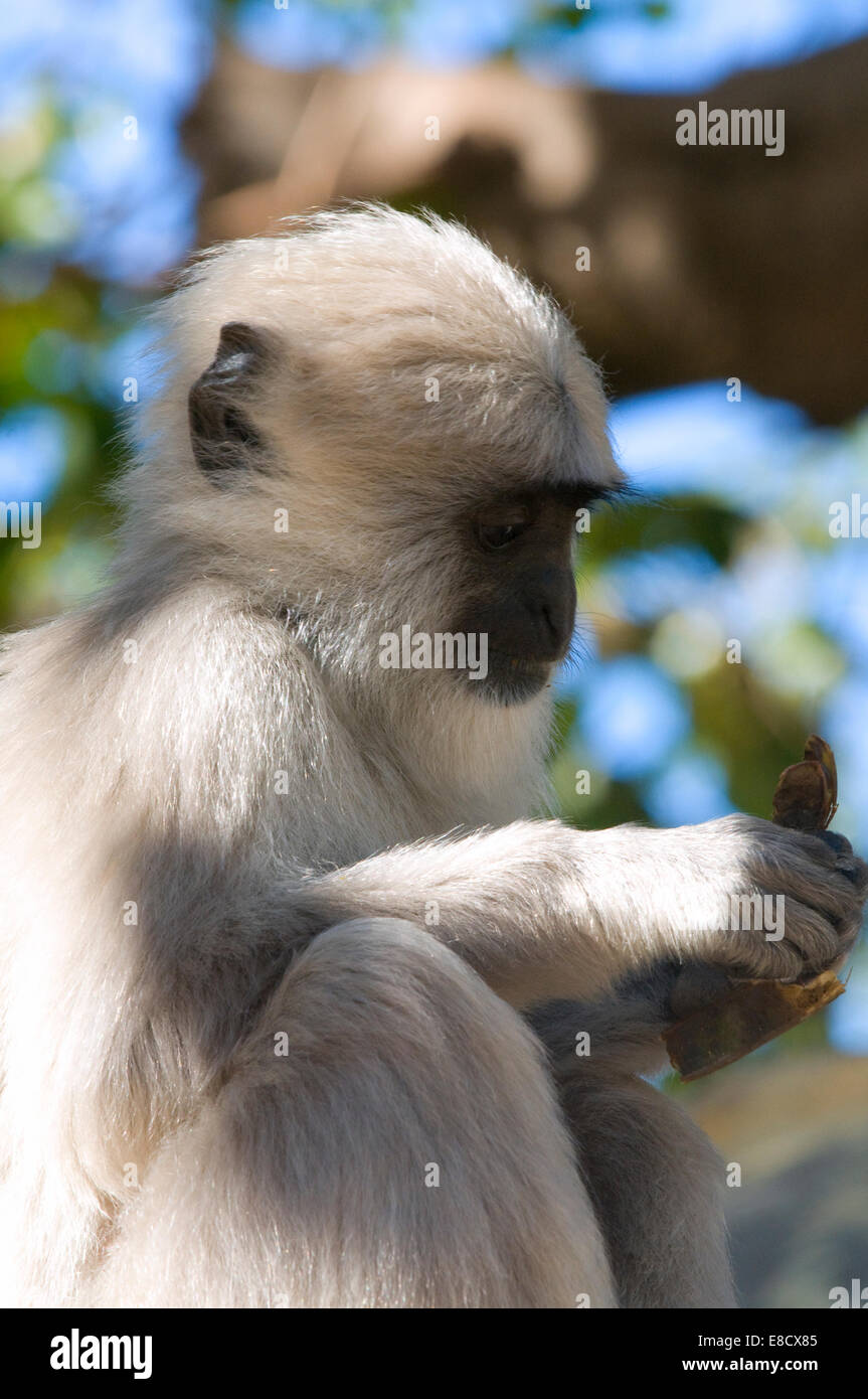 Nahaufnahme des schwarzen konfrontiert indische Languren Affen Baby gefleckte Sonnenlicht in den Bäumen. Graue Languren oder Hanuman Languren, Rishikesh Stockfoto