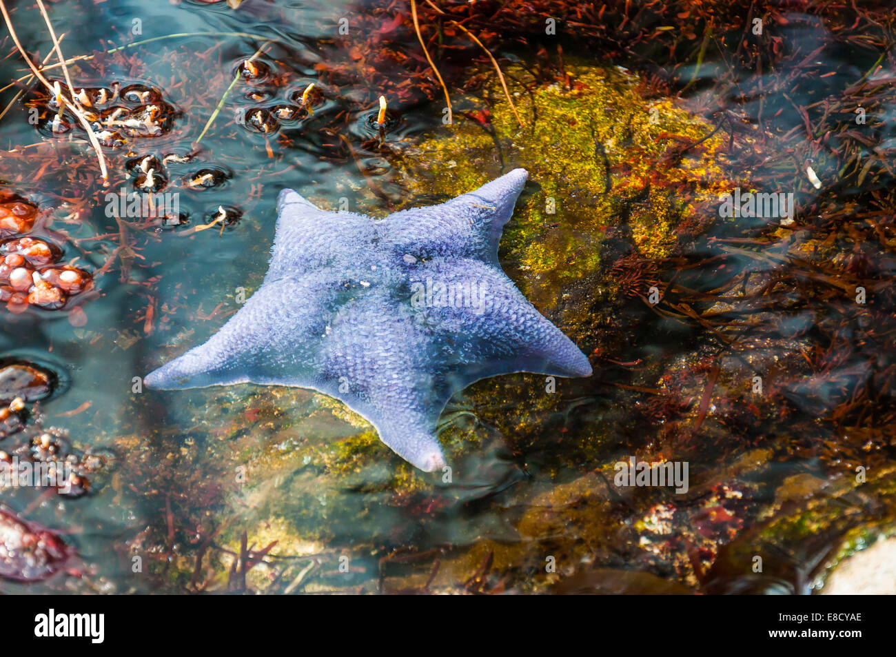 Schöne blaue Seesterne im Wasser liegend Stockfoto