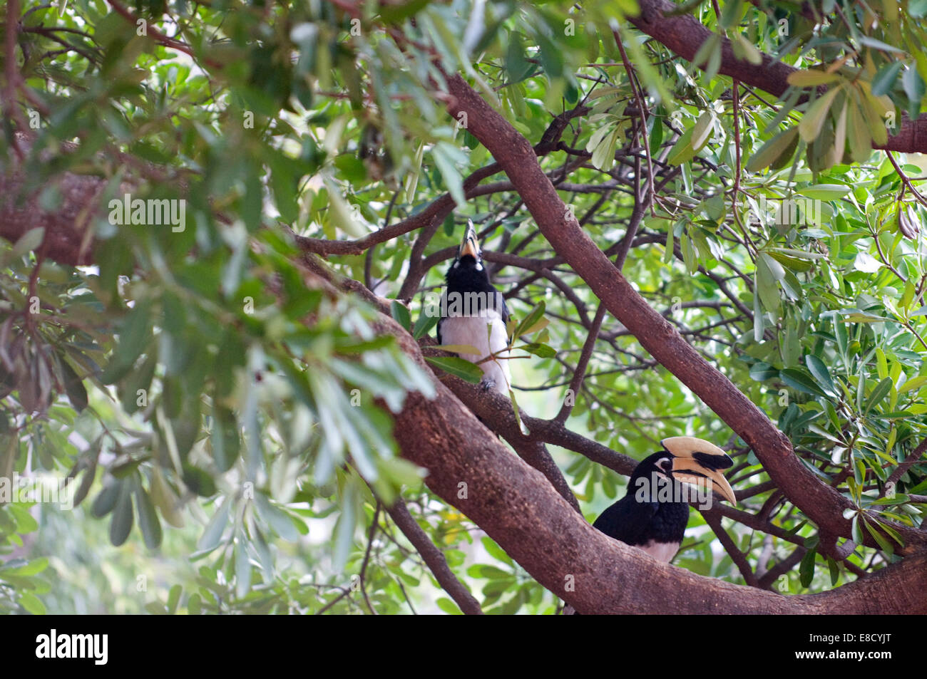 Tukane sind Mitglieder der Familie Ramphastidae von nahe passerine Vögel aus der Neotropis. Indische Tukan Rishikesh Stockfoto